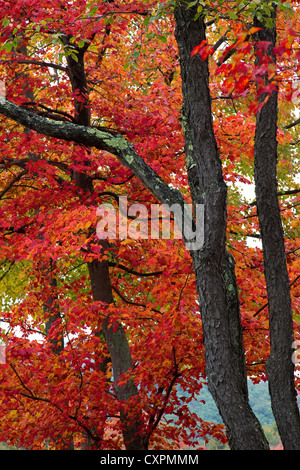 Vibrant red fall colors, fall leaves, maple trees in autumn, fall, New England USA Stock Photo