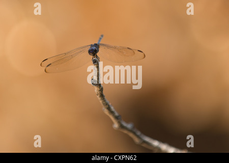 Dragonfly on twig, Big Bend National Park, Texas. Stock Photo