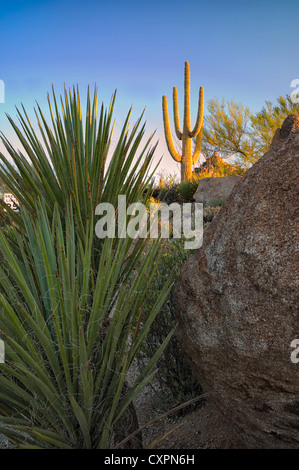 Cactus garden with desert saguaro cactus at sunrise. Sonoran Desert, Arizona Stock Photo