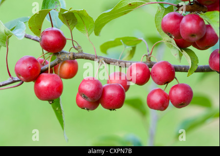 malus crittenden crab apples Stock Photo