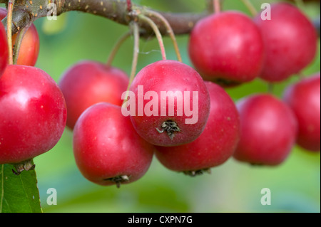 malus crittenden crab apples ripe and ready to pick on the tree branch Stock Photo