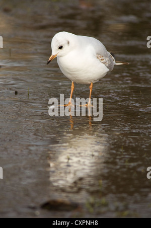 A Common Gull (Larus canus) in Hyde Park, London Stock Photo