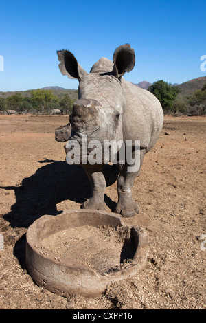 Dehorned white rhino (Ceratotherium simum) with calf, Mpumalanga, South Africa Stock Photo