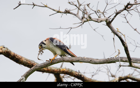 Young American Kestrel  ( Falco sparverius)    perched on branch and eats  lizard Stock Photo