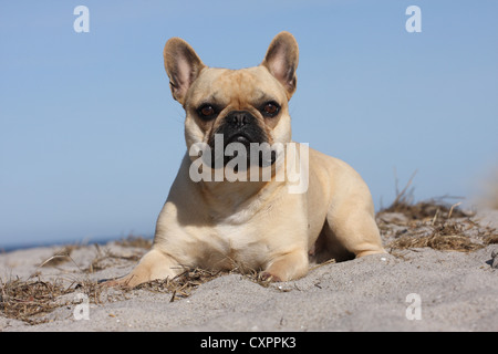 lying French Bulldog Stock Photo