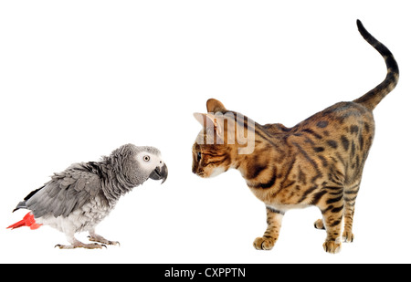 scaring African Grey Parrotand bengal cat in front of white background Stock Photo