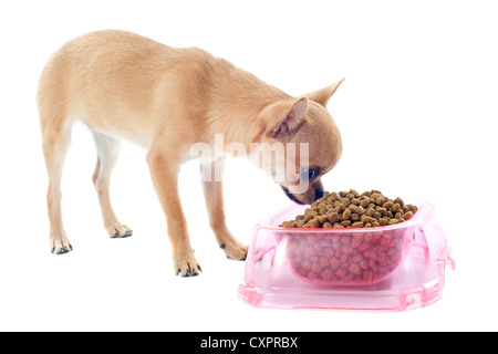 portrait of a cute purebred puppy chihuahua and his food bowl Stock Photo