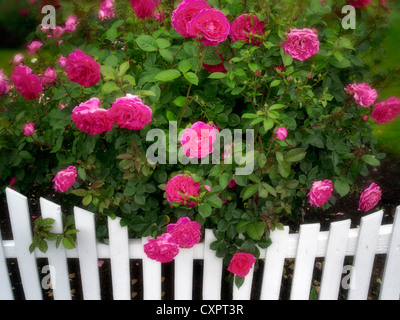 Roses growing near white picket fence. Heirloom Gardens. St. Paul, Oregon Stock Photo