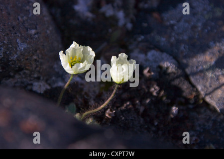 Svalbard poppy (Papaver dahlianum), Sundneset, Barentsøya, Spitsbergen, Norway Stock Photo