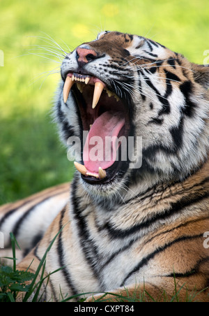 TIGER baring teeth (Panthera tigris). Endangered species Stock Photo ...