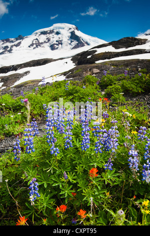 The beautiful wildflowers seen along the Heliotrope Ridge trail on the way to Mt. Baker, Washington, seen in the background. Stock Photo