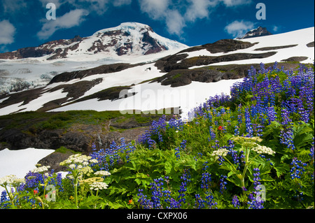 The beautiful wildflowers seen along the Heliotrope Ridge trail on the way to Mt. Baker, Washington, seen in the background. Stock Photo