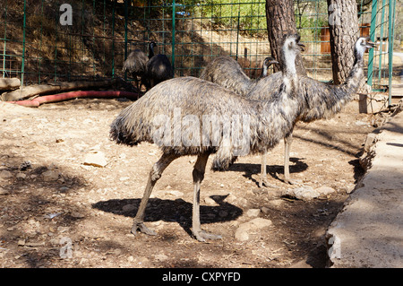 Emu in the zoo at La Reserva Sevilla El Castillo de las Guardas, Spain (similar to ostrich). Stock Photo