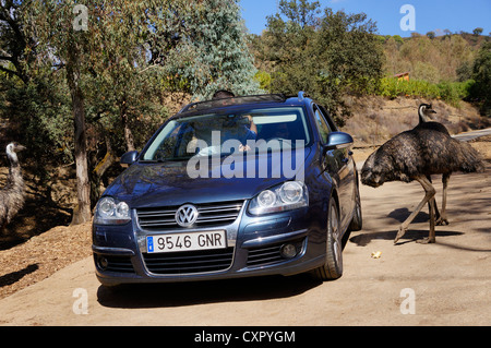 Tourists on safari feeding from the car, Emu (similar to ostrich) standing on the ground in the zoo, the safari park, Sevilla Stock Photo