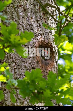 A Green Woodpecker chick looking out of it's nest in an old oak tree Stock Photo