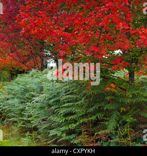 Photo of maple trees in a British woodland as it's leaves turn red at the beginning of autumn Stock Photo