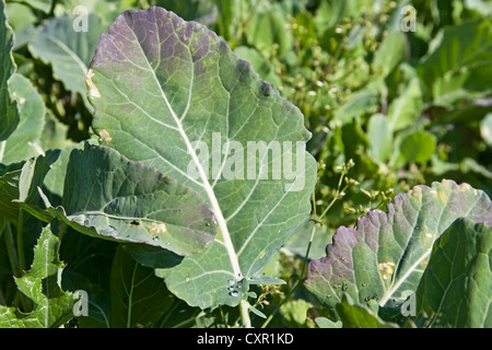 Collard greens plantation with a close-up of a Brassica Oleracea leaf in a sunny day. Portugal. Stock Photo
