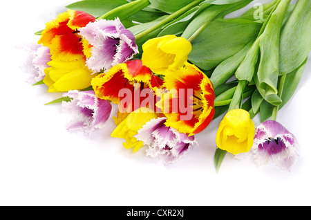 bouquet of the tulips on white background Stock Photo