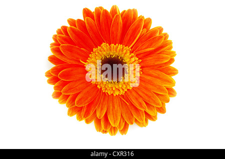 red gerbera flower closeup on white background Stock Photo