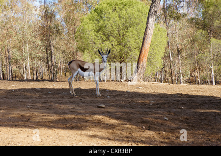 Springbok (antelope) standing on sandy plains of at La Reserva Sevilla, the safari park, el castillo de las Guardas, Spain Stock Photo