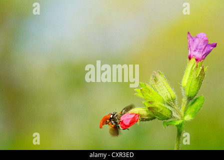 ladybug sitting on the blade of grass Stock Photo