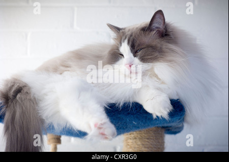 Mature Blue bicolor Ragdoll male cat resting on tower shelf Stock Photo