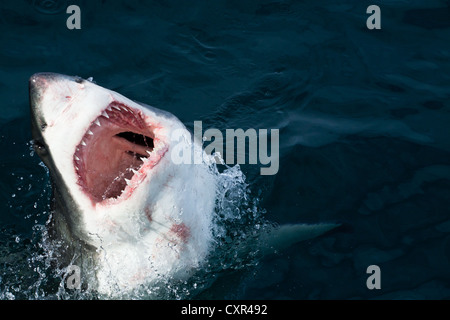 Great White Shark doing a partial  breach out of the water in Gansbaai, Western Cape, South Africa Stock Photo