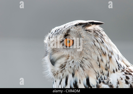 Snowy Owl (Nyctea scandiaca), Foto-Siegel photo exhibition, Erfurt, Thuringia, Germany, Europe Stock Photo