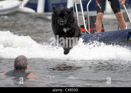 Newfoundland rescue dog training to jump from a helicopter to rescue