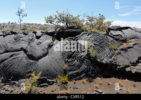 Pahoehoe, smooth, unbroken lava, Kau Desert Trail, Hawaii Volcanoes National Park, Big Island, Hawaii, USA Stock Photo