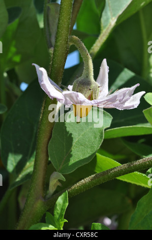 Flower of an eggplant or aubergine (Solanum melongena), Crete, Greece, Europe Stock Photo