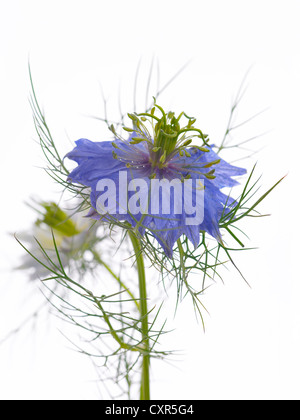 Nigella. Common name. Love-in-the-mist, Devil-in-the-bush Stock Photo