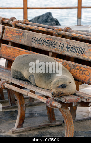 Galapagos Sea Lion (Zalophus wollebaeki), lying on a bench, Puerto Baquerizo Moreno, San Cristobal Island, Galapagos Islands Stock Photo