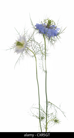 Nigella. Common name. Love-in-the-mist, Devil-in-the-bush Stock Photo