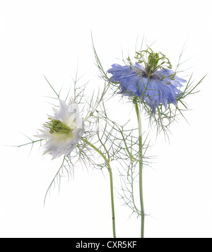 Nigella. Common name. Love-in-the-mist, Devil-in-the-bush Stock Photo