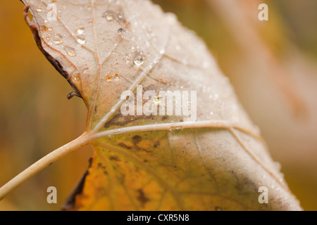 Macleaya cordata (Plume Poppy), with Autumn raindrops. October. Stock Photo