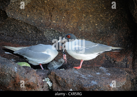 Swallow-tailed Gull (Creagrus furcatus), pair feeding chicks, Genovesa Island, Galápagos Islands, Unesco World Heritage Site Stock Photo