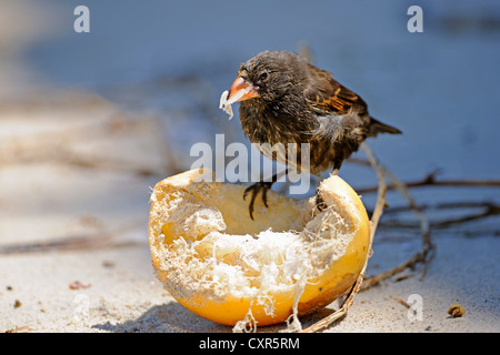 Medium Ground Finch (Geospiza fortis), Genovesa Island, Galápagos Islands, Unesco World Heritage Site, Ecuador, South America Stock Photo