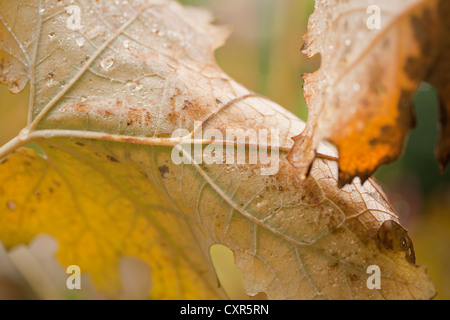 Macleaya cordata (Plume Poppy), with Autumn raindrops. October. Stock Photo