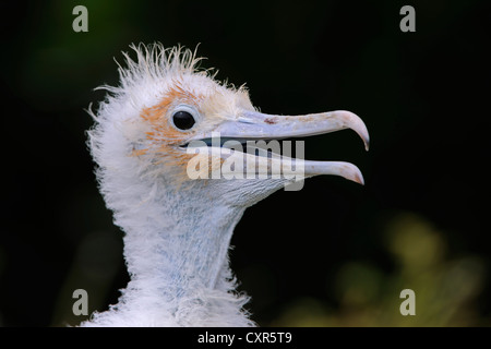 Young Magnificent Frigatebird (Fregata magnificens), Genovesa Island, Galápagos Islands, Unesco World Heritage Site, Ecuador Stock Photo