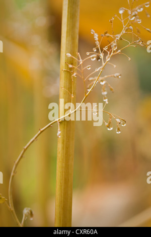 Macleaya cordata (Plume Poppy), autumn flower stem with raindrops, October. Stock Photo