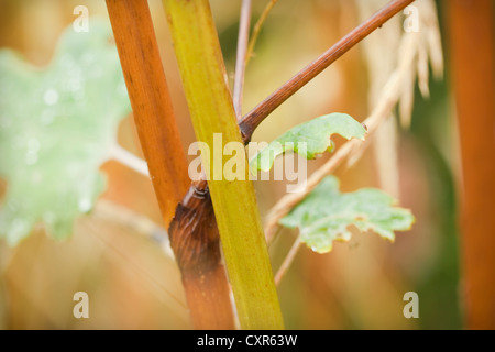 Autumn stem and foliage colours, Macleaya cordata (Plume Poppy), United Kingdom, October. Stock Photo