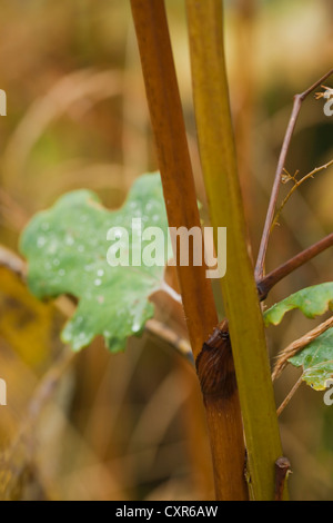 Autumn stem and foliage colours, Macleaya cordata (Plume Poppy), October. Stock Photo