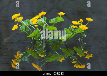 Kingcup or Marsh Marigold (Caltha palustris), Tratzberg Conservation Area, Stans, Tyrol, Austria, Europe Stock Photo