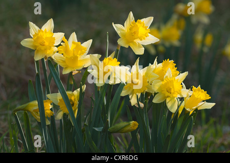 Wild daffodils (Narcissus pseudonarcissus), Schwaz, Tyrol, Austria, Europe Stock Photo