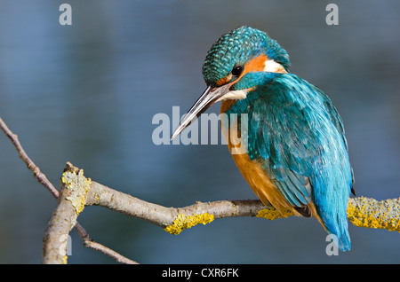 Kingfisher (Alcedo atthis), Tratzberg landscape conservation area, Tyrol, Austria, Europe Stock Photo