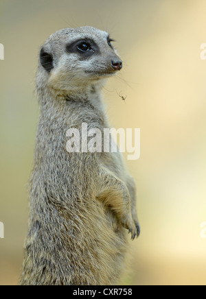 Spider spinning a web on a Meerkat or Suricate (Suricata suricatta), occurrence Africa, captive, Baden-Wuerttemberg Stock Photo