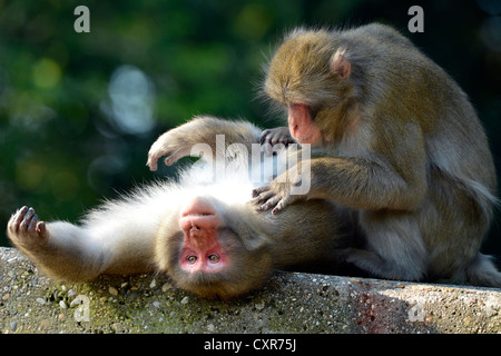 Japanese Macaques (Macaca fuscata), grooming, social behavior, native to Japan, in captivity, Baden-Wuerttemberg Stock Photo