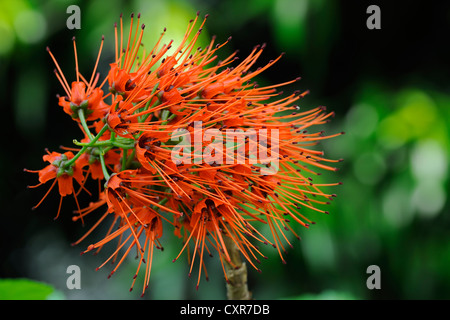 Flowering Natal Bottlebrush (Greyia sutherlandii), rarity, South Africa Stock Photo