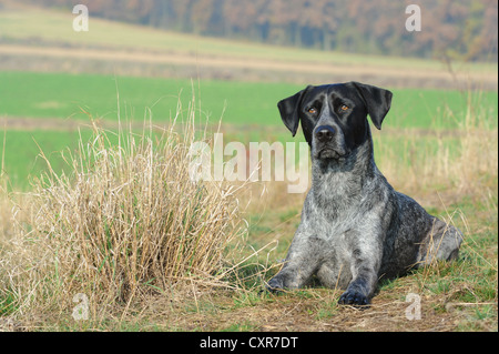 Labrador Retriever - Australian Cattle Dog cross-breed lying in a meadow Stock Photo